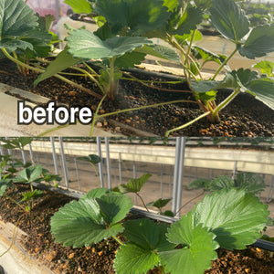 やよいひめ経過