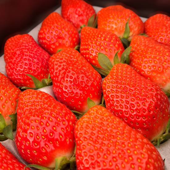 やよいひめ 15粒|プレミアムギフトいちご(贈答用)|群馬県産|