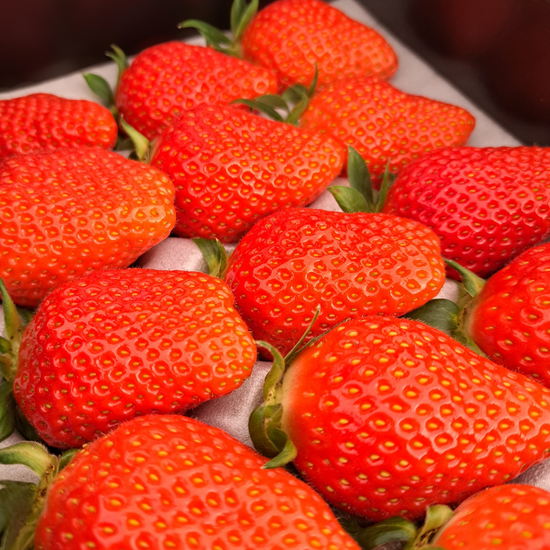 やよいひめ 15粒|プレミアムギフトいちご(贈答用)|群馬県産|