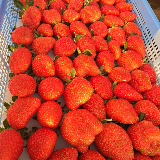 かおり野 15粒|プレミアムギフトいちご(贈答用)|群馬県産