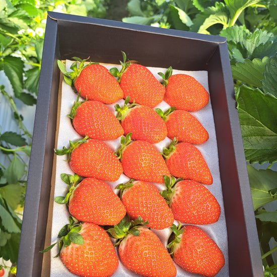 かおり野 15粒|プレミアムギフトいちご(贈答用)|群馬県産