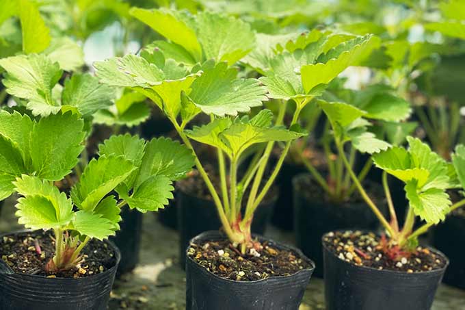 フェルムのいちごは作付面積が広い場所で育てています。