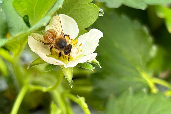 フェルムのいちごは作付面積が広い場所で育てています。