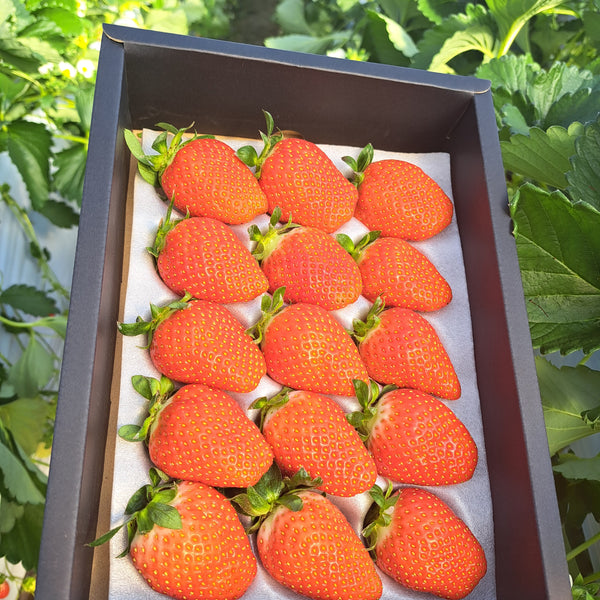かおり野 15粒｜プレミアムギフトいちご（贈答用）｜群馬県産